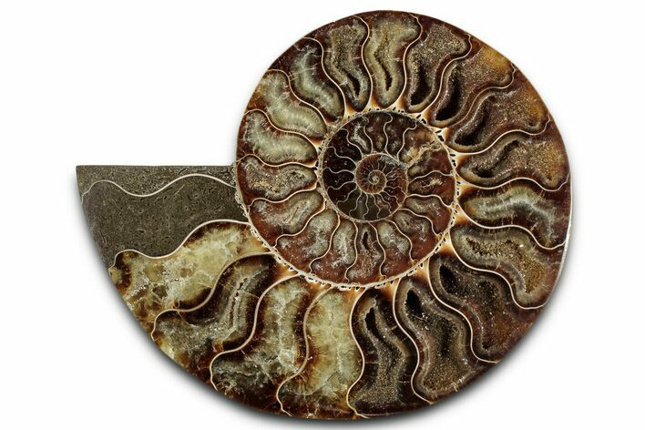 Cut & Polished Ammonite Fossil (Half) - Madagascar #359552
